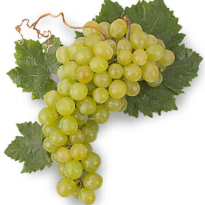 Moscatel de Alejandría (5 Unidades)