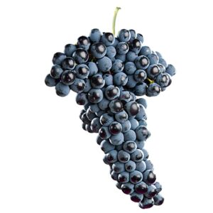 Plantas de Tempranillo