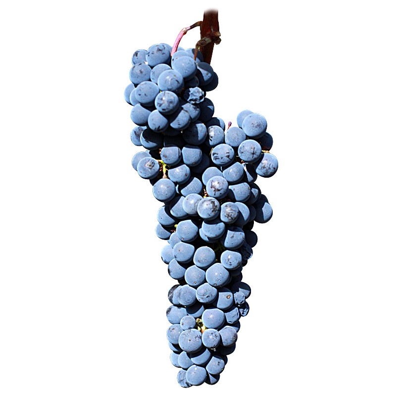 Cabernet Sauvignon