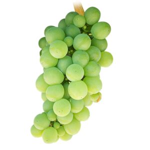 Sauvignon Blanc