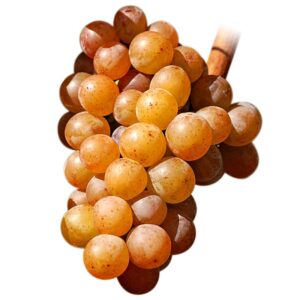 Plantas de Gewürztraminer