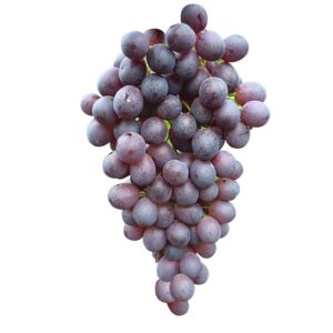 Plantas Ruby sin pepita