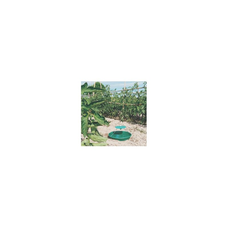 TRAMPA DE AGUA (Tuta Absoluta) - Image 4