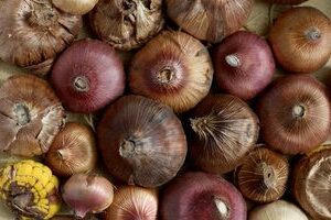 GLADIOLOS BULBOS a granel - Mezcla de COLORES variados