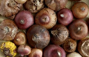 GLADIOLOS BULBOS a granel - Mezcla de COLORES variados