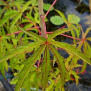Hibiscus Coccineus ( 1 Unidad)