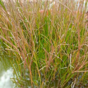 Juncus Articulatus