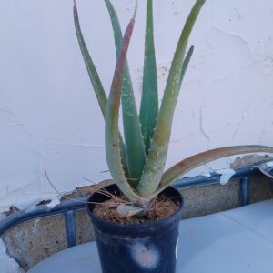 La planta de aloe vera