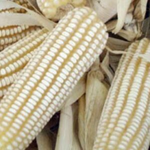 Maíz Blanco Dulce MAZORCAS Enteras- Ideal Barbacoas para Asar. 350 Gr / + de 400 Semillas