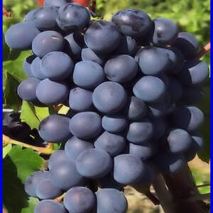 Michelle Pallieri (5 Unidades)