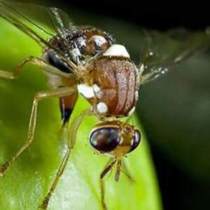 Tratamiento contra MOSCA Común - de la FRUTA y del OLIVO