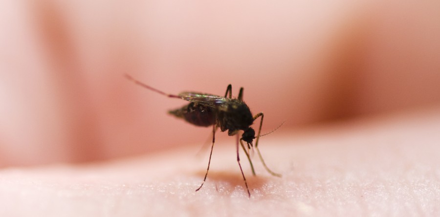 PACK Antimosquitos, Tigre y Diversos Insectos Picadores - Image 4