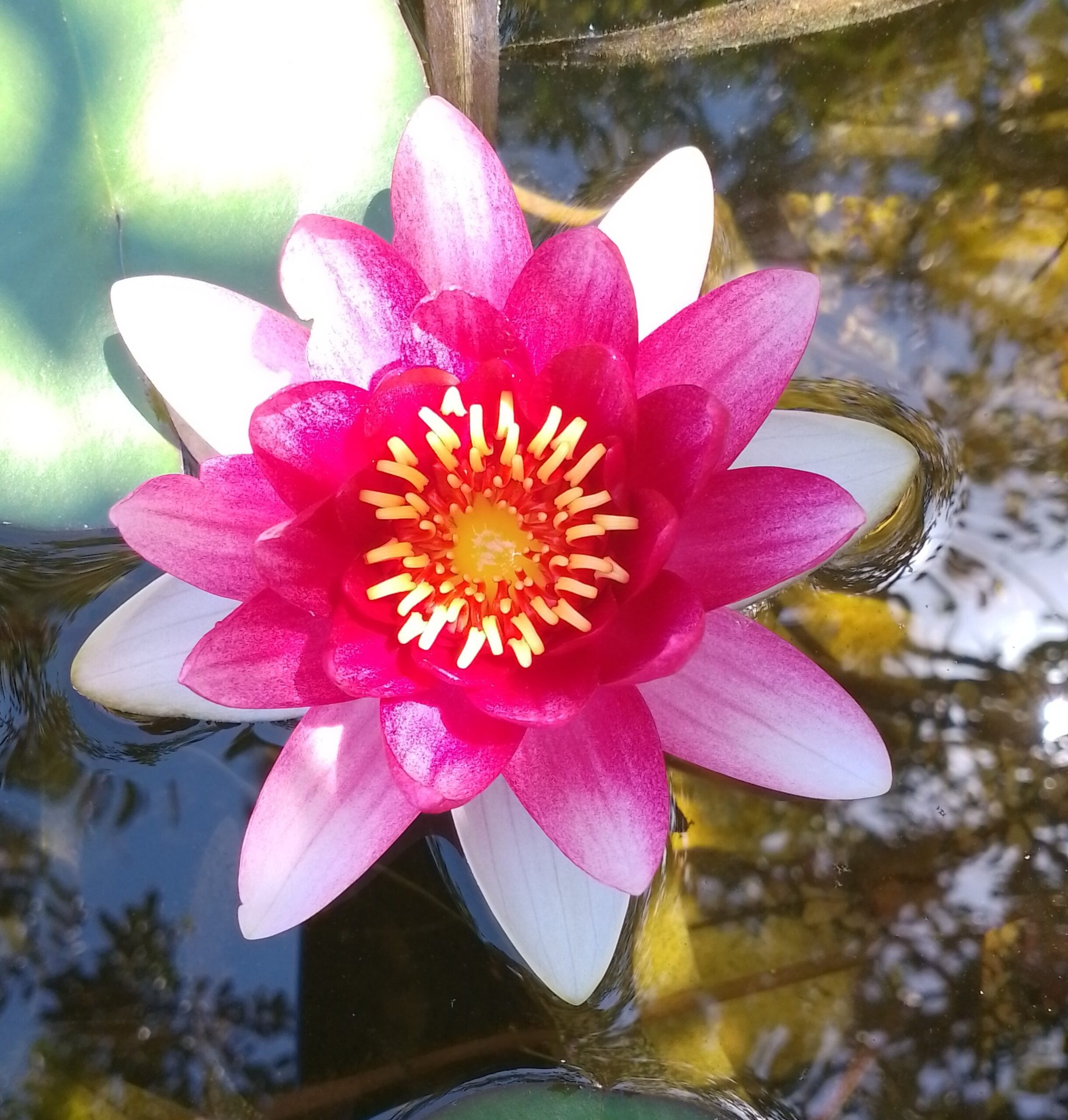 NENUFAR “Attraction” median-grande (1 Unidad) - Image 2