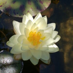 NENUFAR-lemon-chiffon