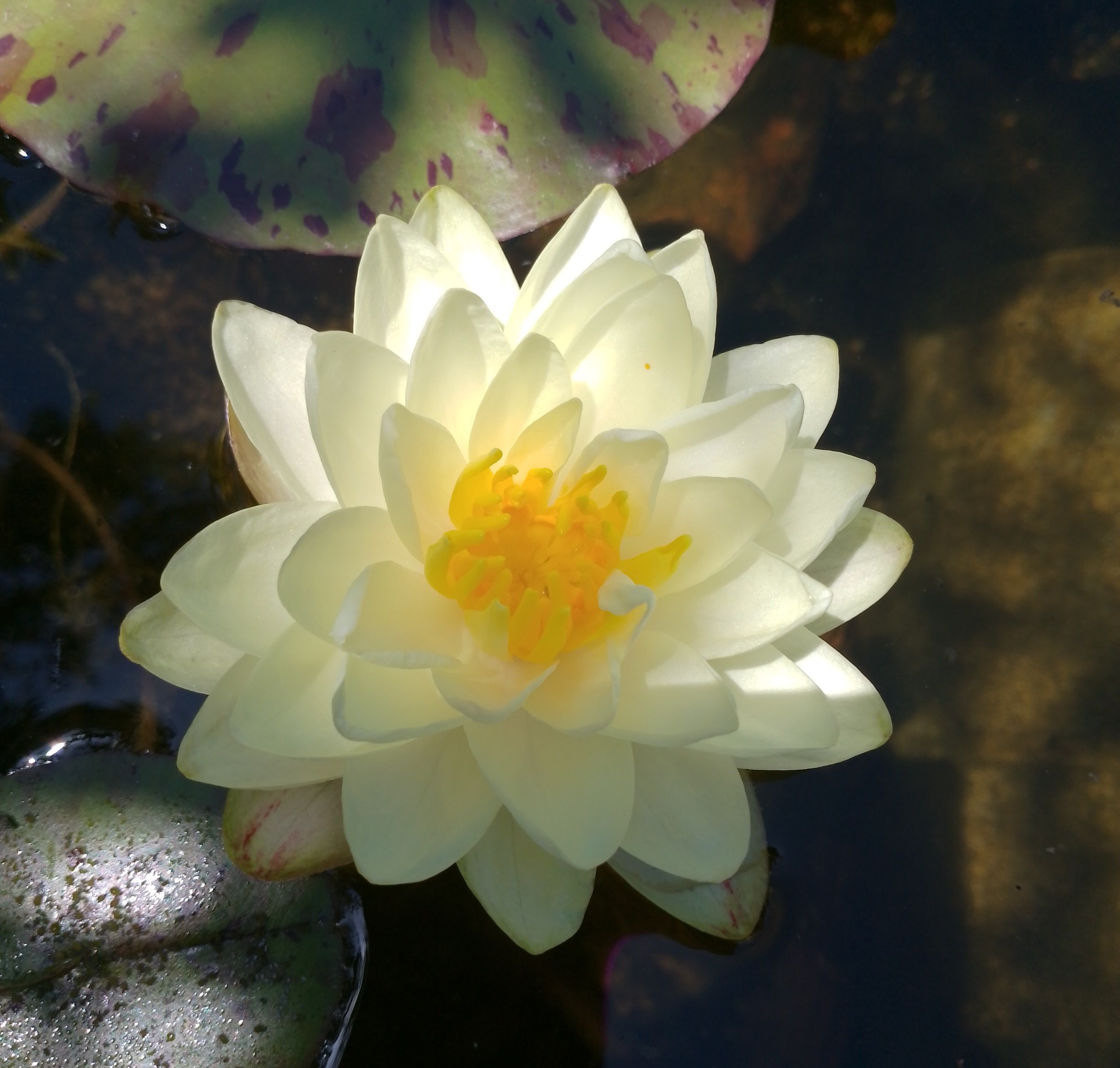 NENUFAR-lemon-chiffon