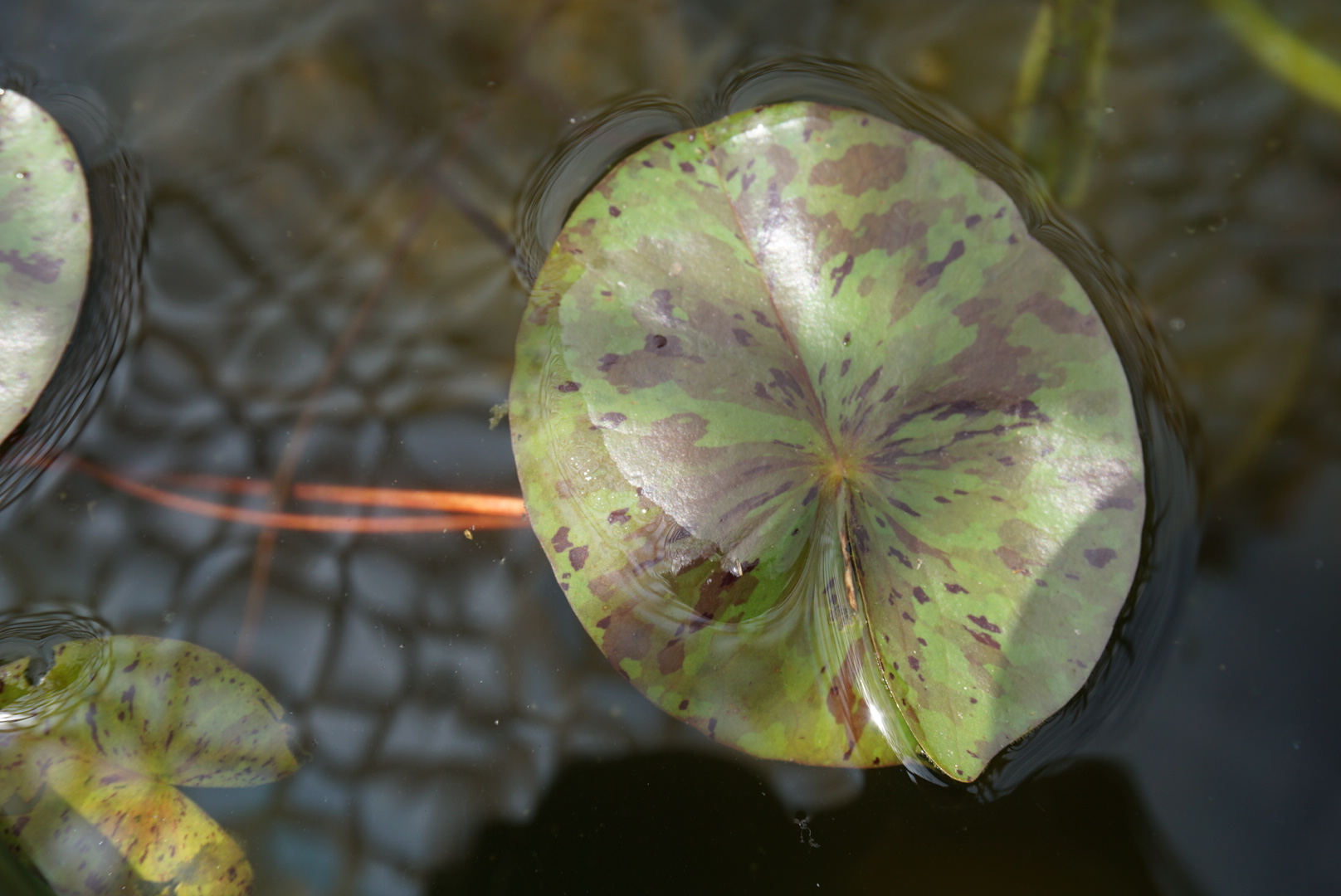 NENUFAR-lemon-chiffon