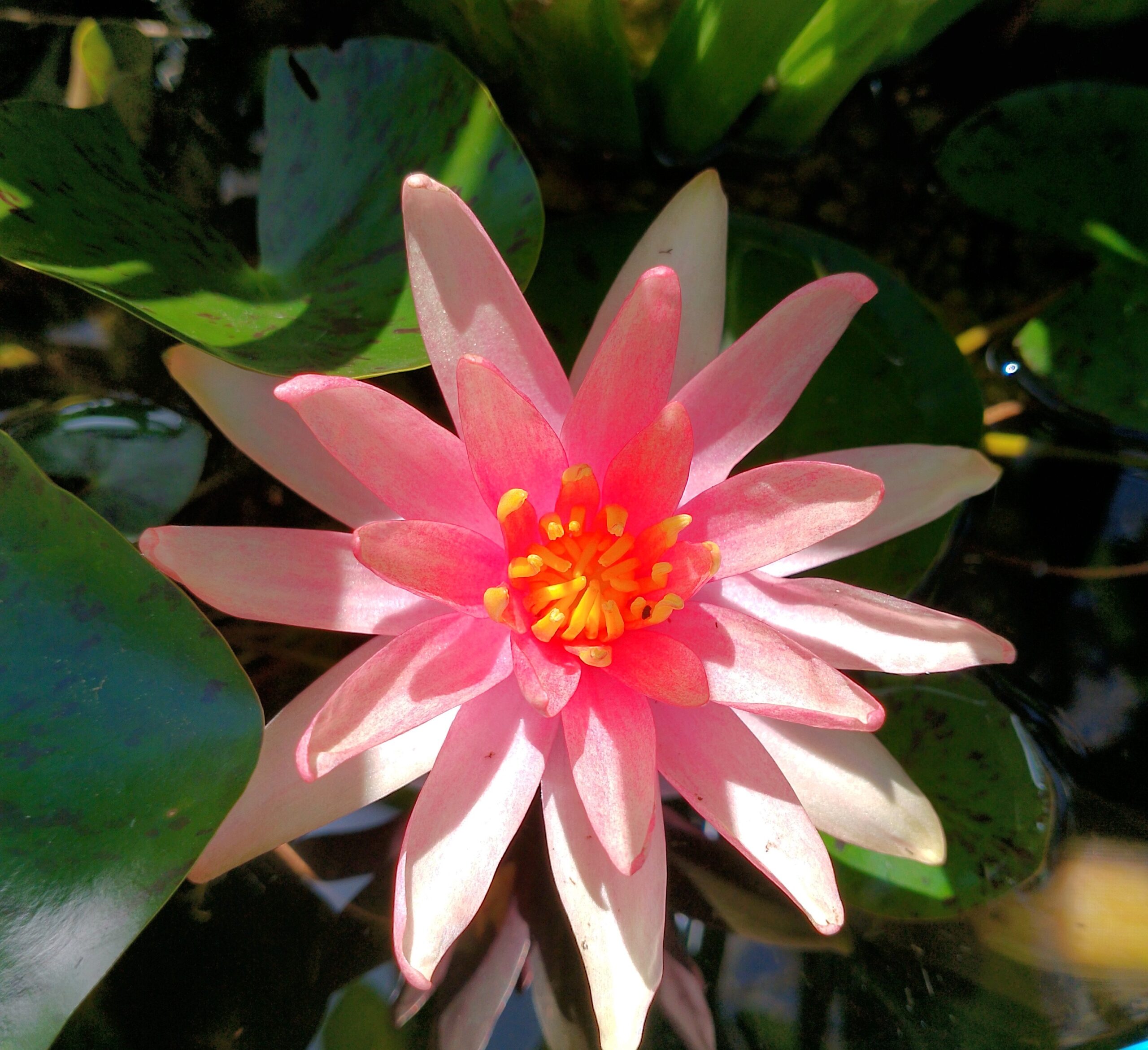 NENUFAR Little-Sue-flower