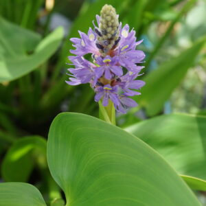 Pontederia Cordata (1 Unidad)