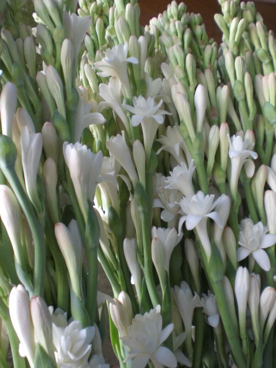 NARDO OLOROSO BULBOS a granel - Image 2