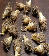 NARDO OLOROSO BULBOS a granel