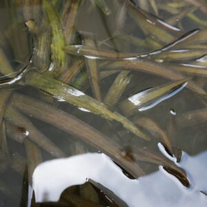 Vallisneria Spiralis (1 Unidad)