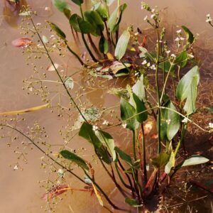 alisma-plantago-whole