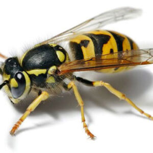 Tratamiento contra AVISPAS y Eliminación de Avisperos