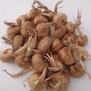 Bulbos de azafrán (Crocus Sativus Zafferano)