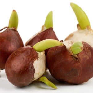 TULIPÁN DARWIN MEZCLA (500 gr)