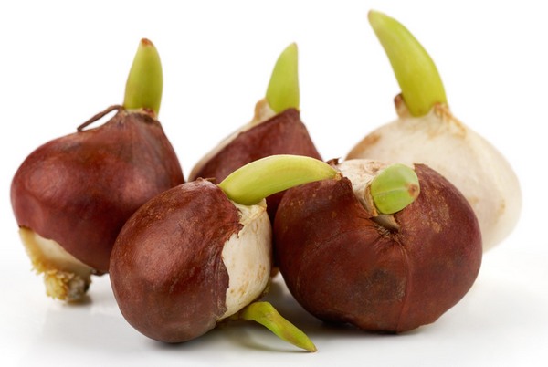 TULIPÁN DARWIN MEZCLA (500 gr)