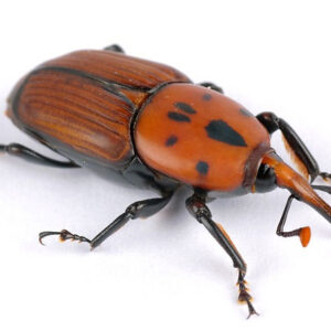 Tratamiento contra Coleópteros (PICUDO)