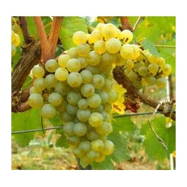 Plantas Chardonnay (5 Unidades)