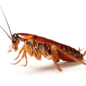 Tratamiento contra CUCARACHAS