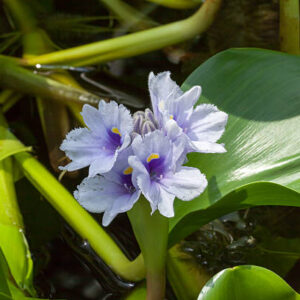 Eichhornia Azurea (1 Unidad)