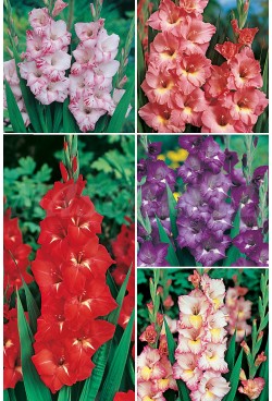 GLADIOLOS BULBOS a granel - Mezcla de COLORES variados - Image 2