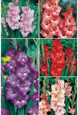 GLADIOLOS BULBOS a granel - Mezcla de COLORES variados - Image 4