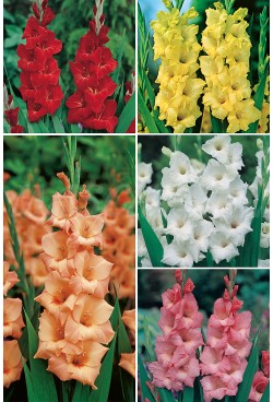 GLADIOLOS BULBOS a granel - Mezcla de COLORES variados - Image 5