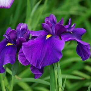 Iris Black Gamecock (1 Unidad)