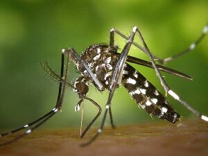 Tratamiento contra Mosquitos y "Rentelles"