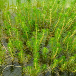 Myriophyllum Propinquum (5 Unidades/Tallos)