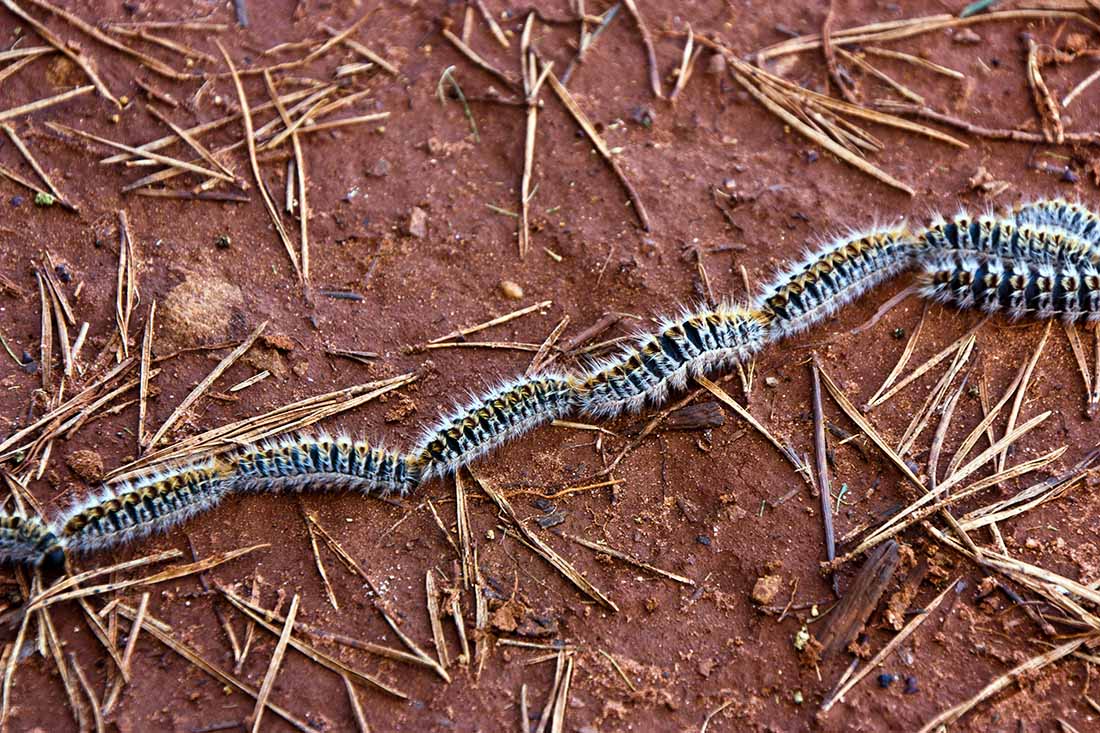 Tratamiento contra PROCESIONARIA (Pinos) - Image 3
