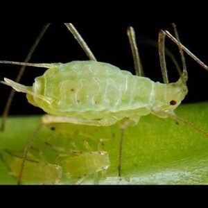 Tratamiento contra PULGONES