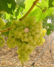 Cardinal (5 Unidades)