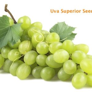 Superior sin Semillas (5 Unidades)